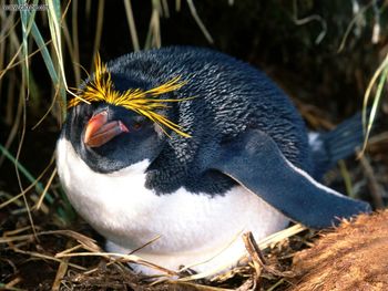 Tending The Nest Macaroni Penguin screenshot