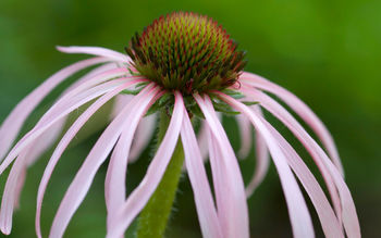 Tennessee Coneflower screenshot