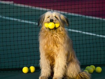 Tennis Anyone screenshot