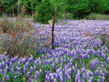 Texas Spring Wildflowers screenshot