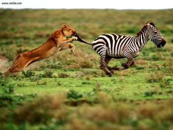 The Attack Lioness And Zebra screenshot