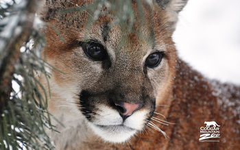 The Cougar screenshot