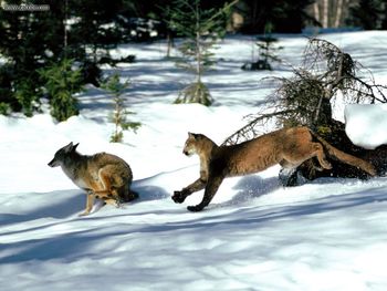 The Getaway Cougar And A Coyote screenshot