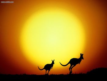 The Kangaroo Hop Australia screenshot