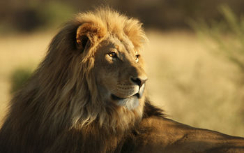 The Male African Lion screenshot