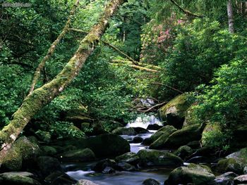 The Owengarriff River Killamey National Park Ireland screenshot