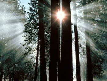 The Rays Of Yosemite Valley Yosemite National Park California screenshot