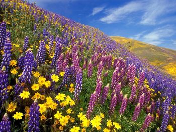 The Scent Of Spring Gorman California screenshot