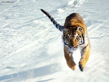 The Siege Siberian Tiger screenshot