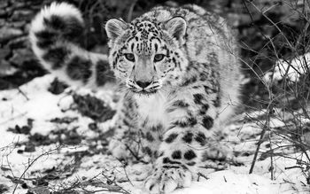 The Snow Leopard screenshot