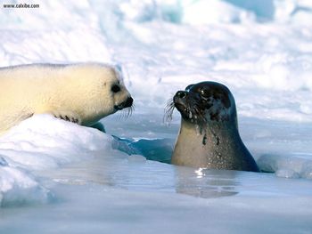 The Waters Fine Harp Seal screenshot