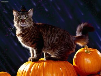 The Witchs Cat screenshot