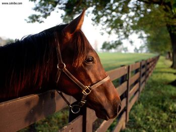 Thoroughbred Profile screenshot