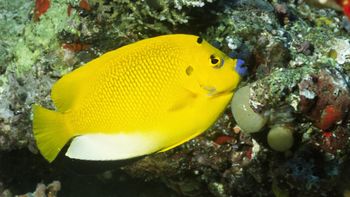 Three Spot Angelfish, Solomon Islands screenshot