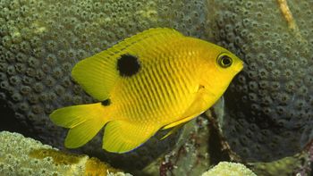 Three Spot Damselfish, Bonaire, Netherlands Antilles screenshot