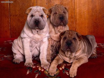 Threes Company Shar Pei Puppies screenshot