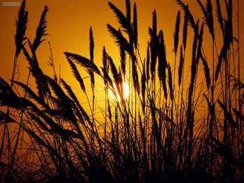 Through The Fields Of Gold screenshot