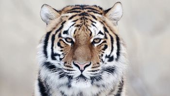 Tiger Close Up screenshot