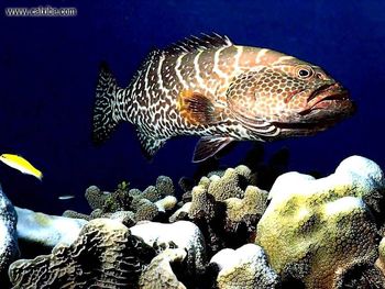 Tiger Grouper screenshot