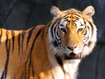 Tiger HD screenshot