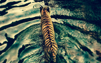 Tiger in Disney
