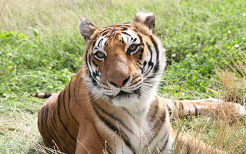 Tiger in Fields screenshot