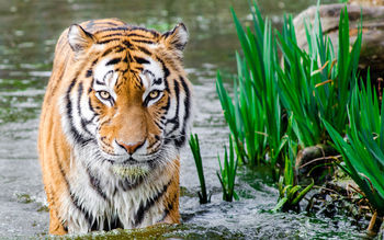 Tiger in Water HD screenshot