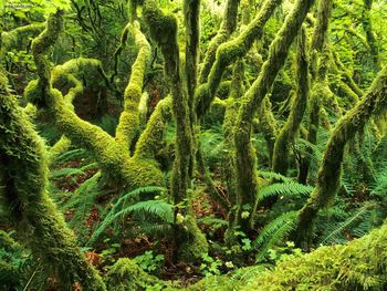 Tiger Mountain State Park Washington screenshot