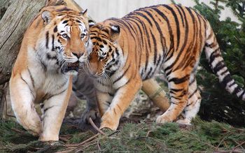 Tiger Pair screenshot