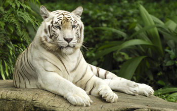 Tiger Panthera Tigris Singapore screenshot
