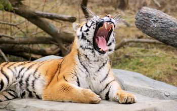 Tiger Roaring screenshot