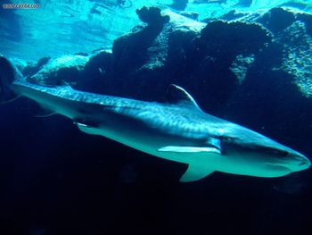 Tiger Shark Bahamas screenshot