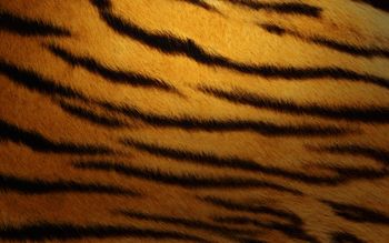 Tiger Skin screenshot