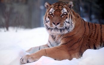 Tiger Snow Wide screenshot