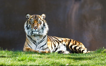Tiger Staring screenshot