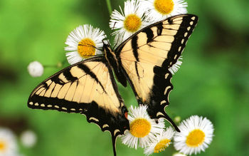 Tiger Swallowtail Butterfly screenshot
