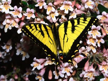 Tiger Swallowtail screenshot