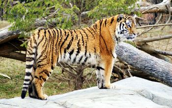 Tiger Widescreen HD screenshot