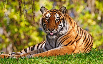 Tiger Widescreen screenshot