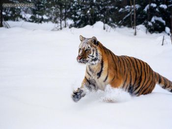 Tiger screenshot