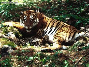 Tigress Nursing Cubs Bengal Tigers screenshot