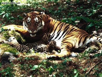 Tigress Nursing Cubs Bengal Tigers screenshot