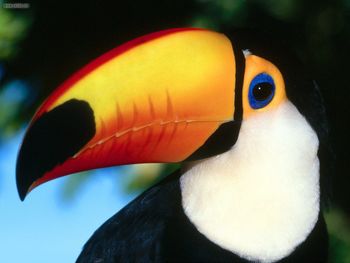 Toco Toucan screenshot