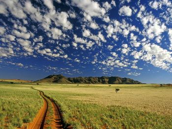 Tok Tokkie, Namibrand Reserve, Namib Desert, Namibia screenshot