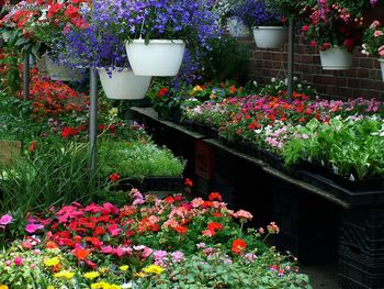 Toronto Roncesvalles Flower Market Planters screenshot