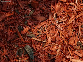 Toronto Roncesvalles Wood Chip Mulch screenshot