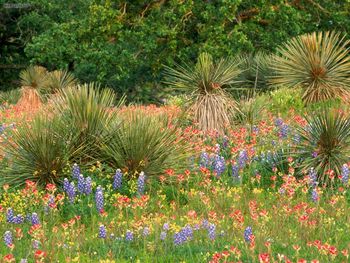 Torrey Yucca And Spring Flowers Texas screenshot