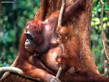 Training Borneo Orangutans screenshot