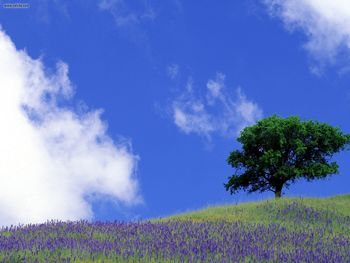 Tranquil Field Sierra Nevada Foothills California screenshot