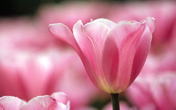 Transparence Vincennes Flower Park Paris France screenshot